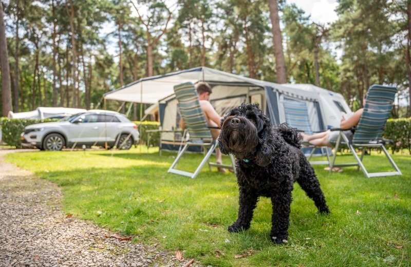 Goolderheide prosuco lr 133