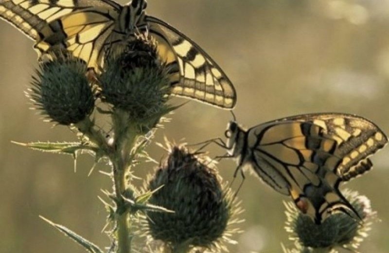 Nationaal Park Hoge Kempen