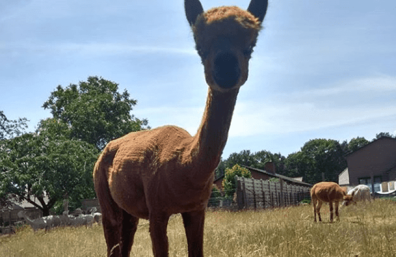 Alpacaboerderij Bocholt