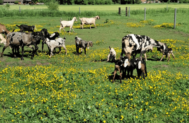 Schermafbeelding 2025 06 02 095527